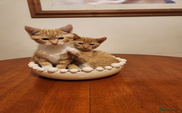 Domestic Shorthair cats for sale: Stunning litter of seven ginger kittens  - Image 4