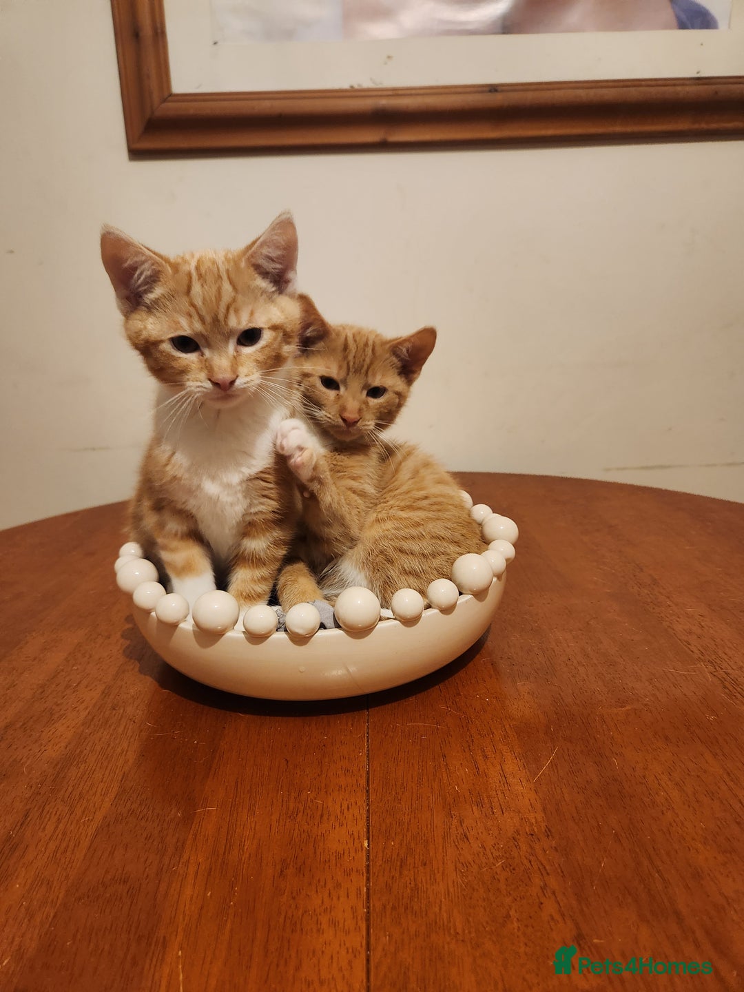 Domestic Shorthair cats for sale: Stunning litter of seven ginger kittens  - Image 4