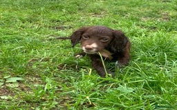 Cocker Spaniel dogs for sale: Health tested cocker spaniels  - Image 5