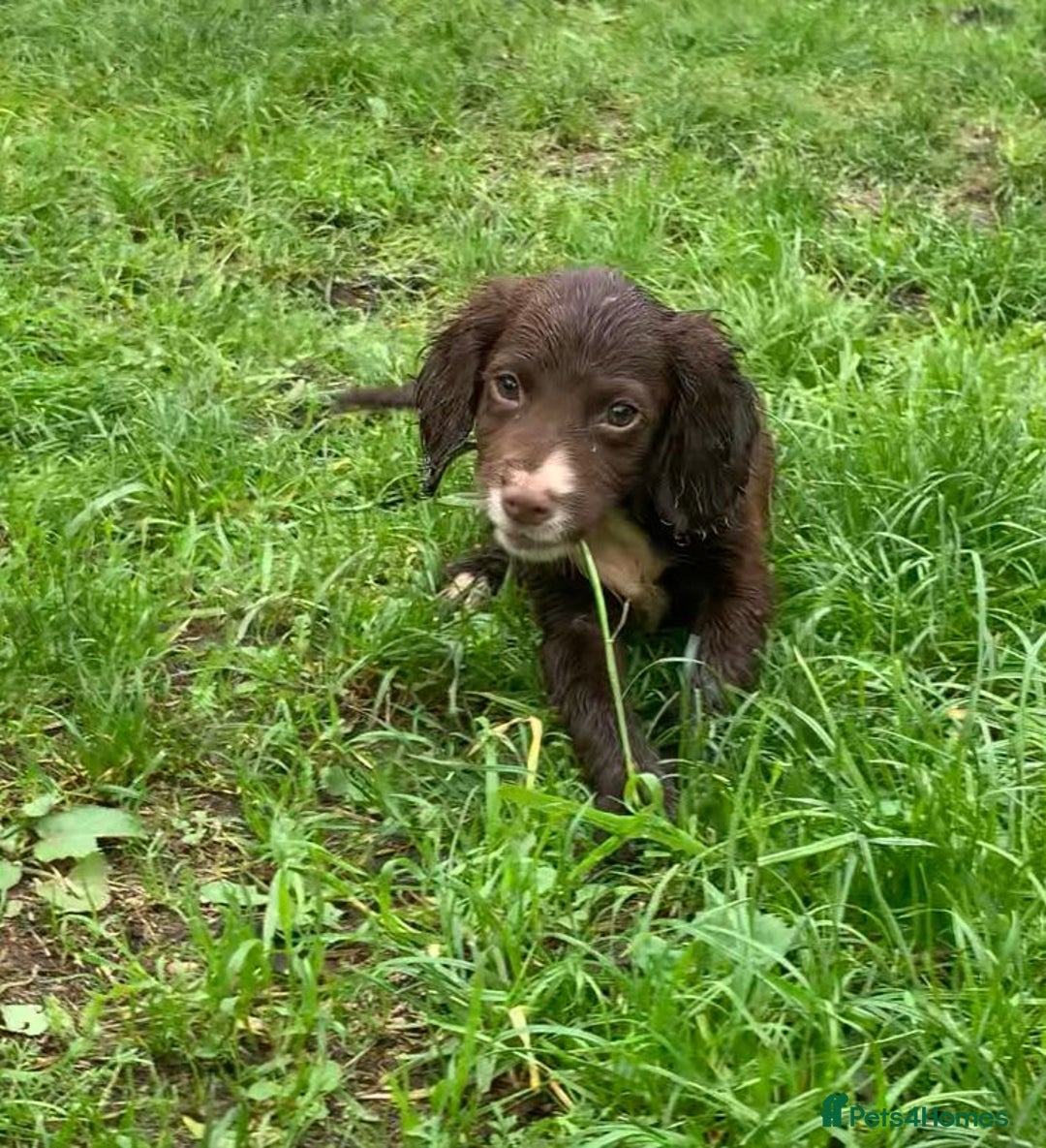 Cocker Spaniel dogs for sale: Health tested cocker spaniels  - Image 5