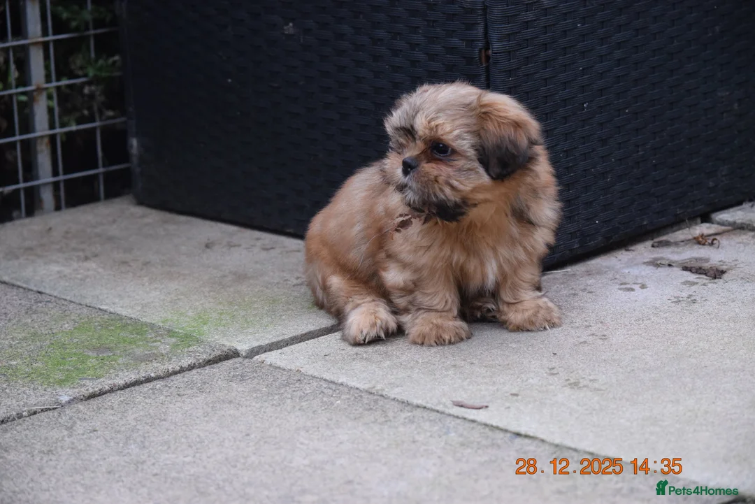 Shih Tzu dogs for sale: SHIH TZU STANDARD - PURE BREED  - Advert 11