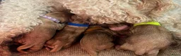 Cavapoo dogs for sale: F1 cavapoos  - Advert 9