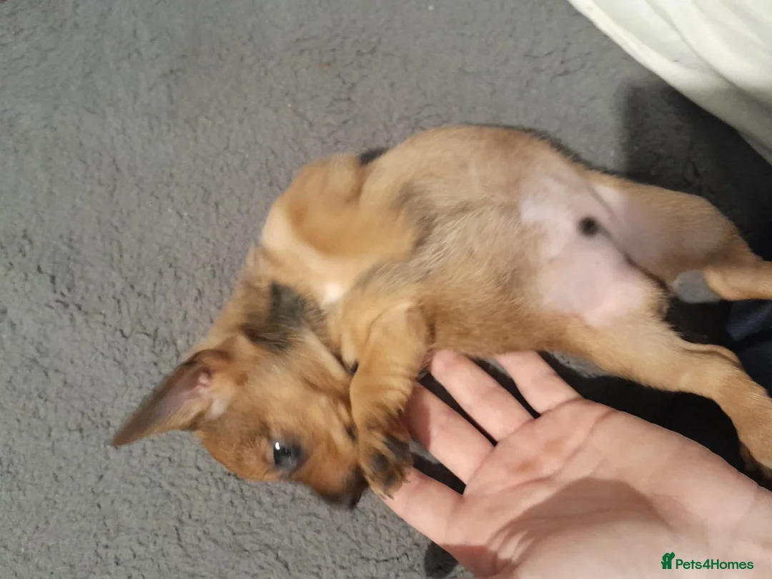 Mixed Breed dogs for sale: Cairn terriers - Advert 23