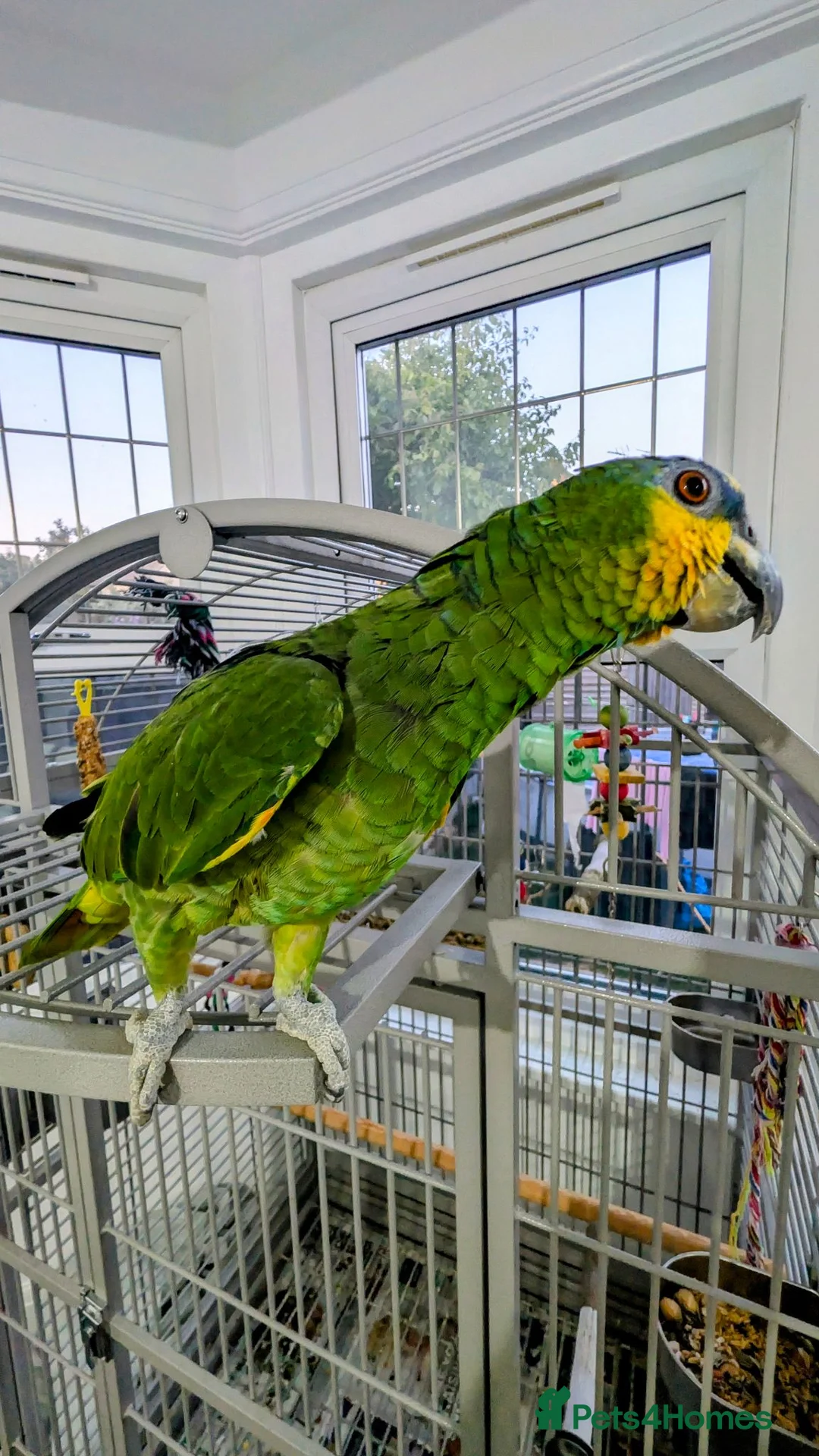 Parrots birds for sale: Amazon parrot  in Clacton-on-Sea - Advert 2