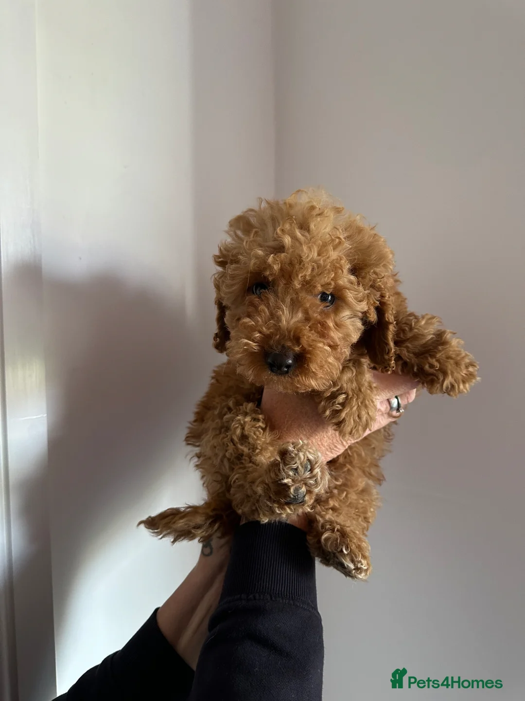 Cockapoo dogs for sale: Beautiful rich red cockapoos - Advert 2