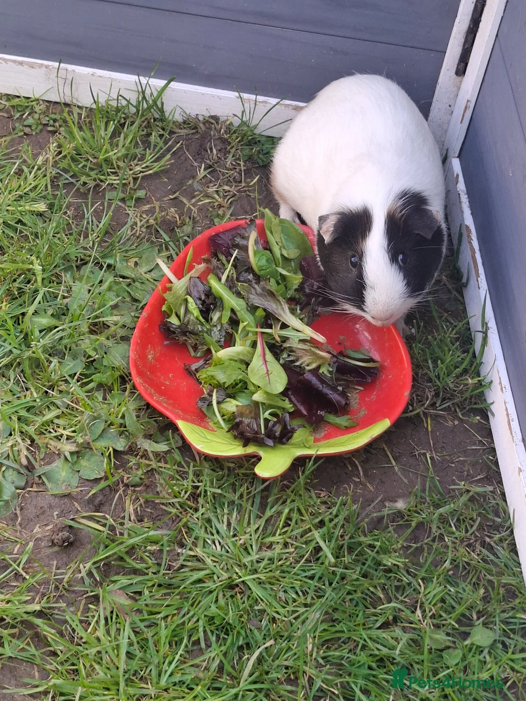 Guinea Pig rodents for sale: Male Guinea Pig - Advert 1