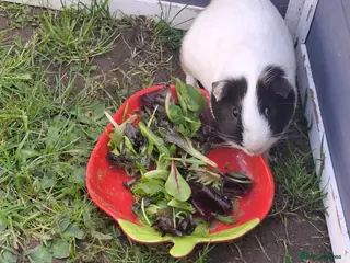 Guinea Pig rodents Male Guinea Pig - Advert 1