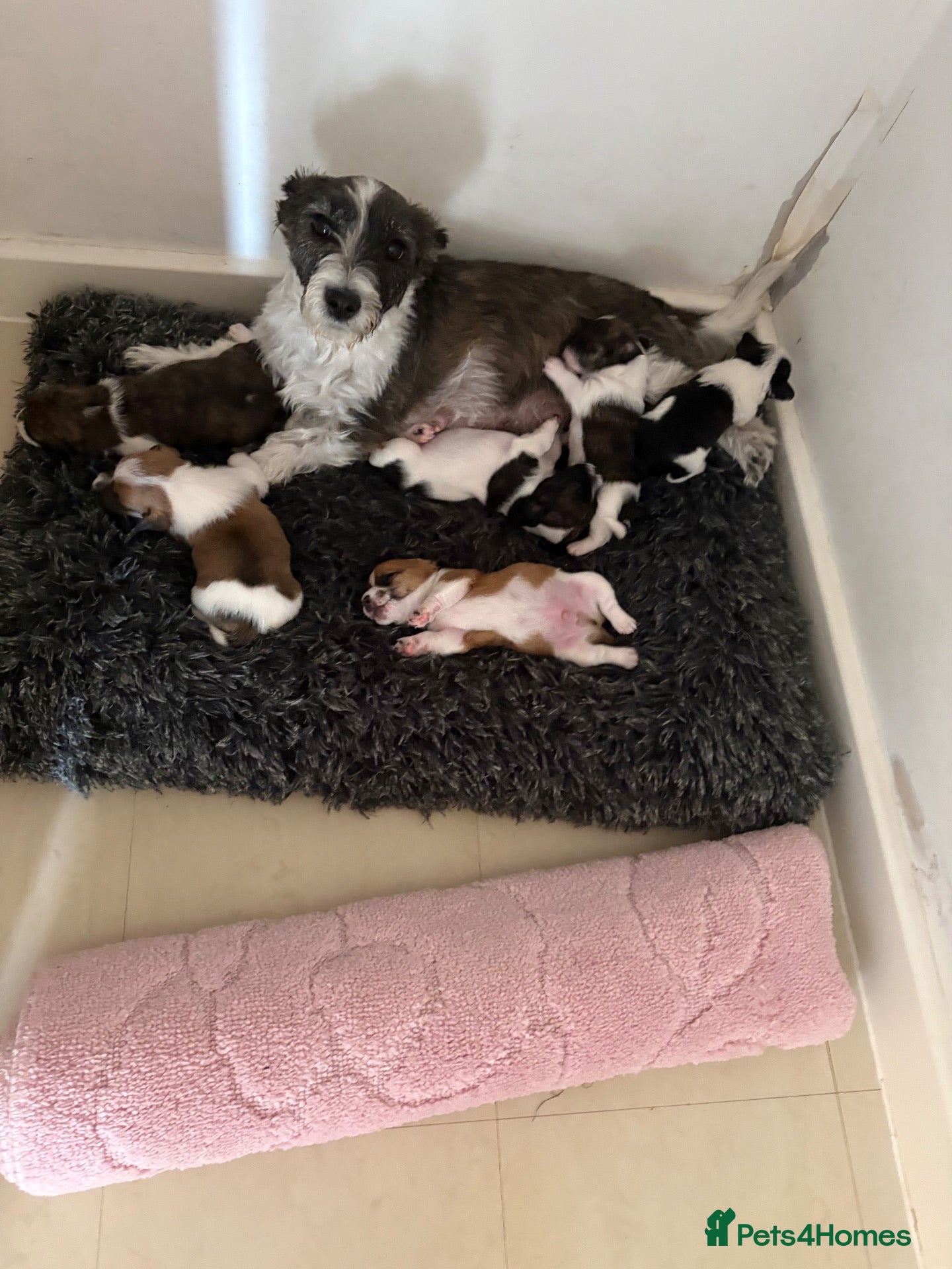 Jack Russell dogs Beautiful bob tail jack Russle puppies - Advert 8
