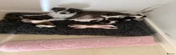 Jack Russell dogs for sale: Beautiful bob tail jack Russle puppies - Advert 1