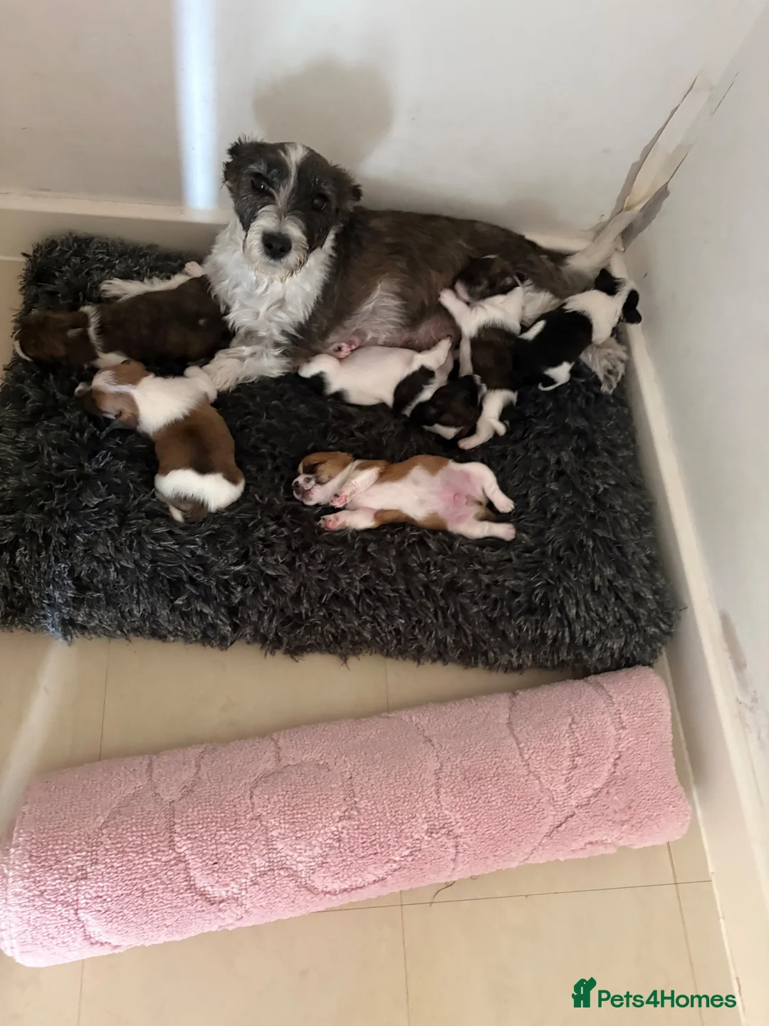 Jack Russell dogs for sale: Beautiful bob tail jack Russle puppies - Advert 1