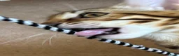 Bengal cats for sale: Female SBT Bengal kitten - Advert 6