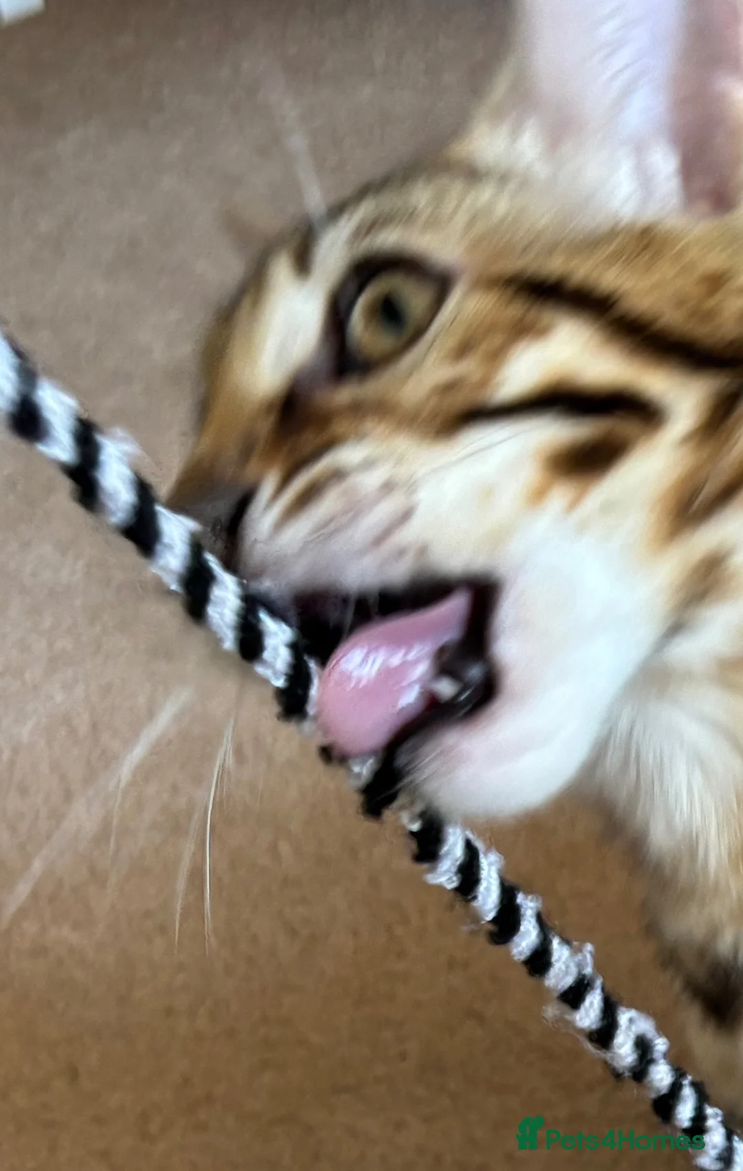 Bengal cats for sale: Female SBT Bengal kitten - Advert 6