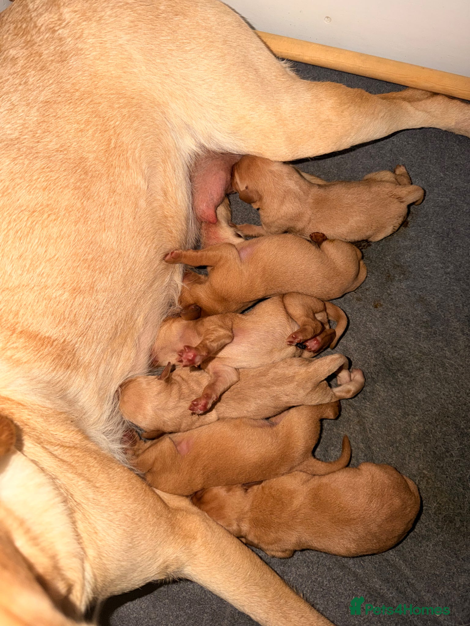 Labrador Retriever dogs for sale: FTCH KC Registered  - Advert 1