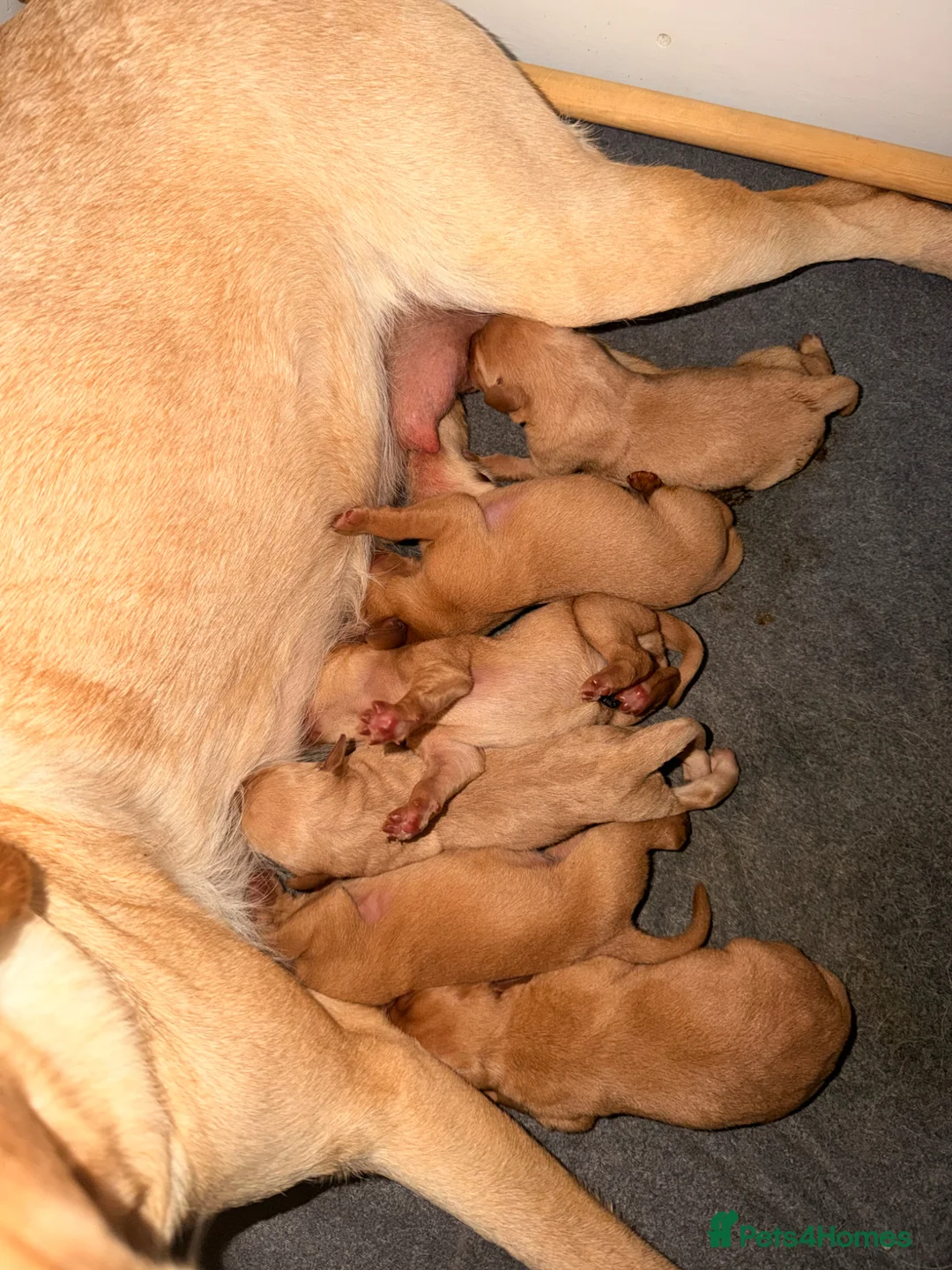 Labrador Retriever dogs for sale: FTCH KC Registered  - Advert 1