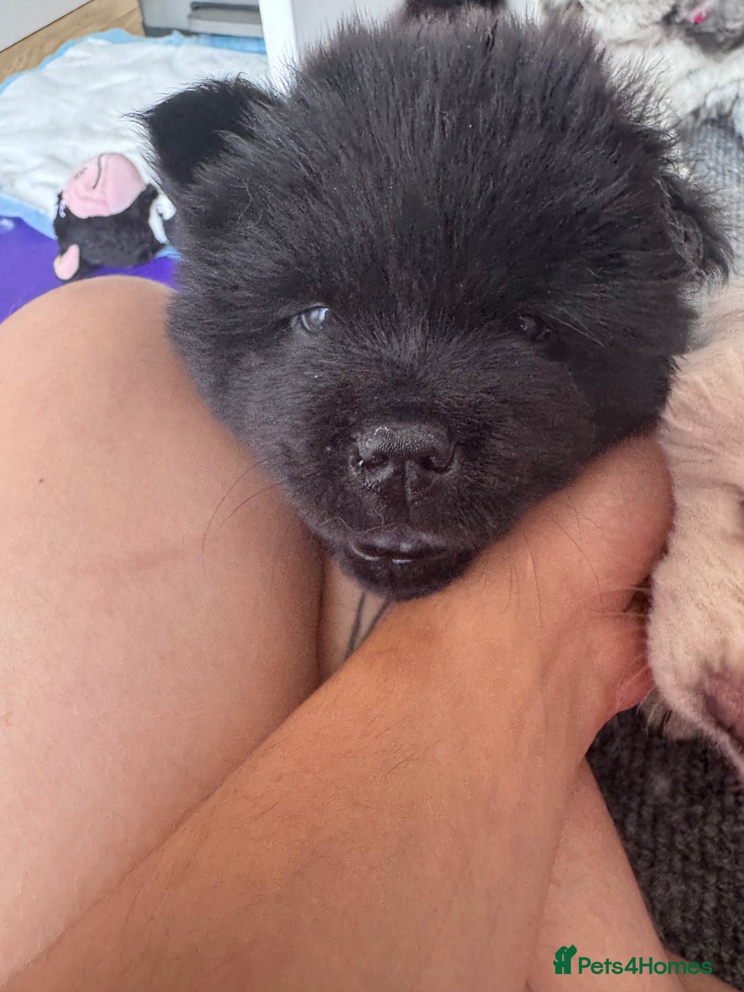 Chow Chow dogs for sale: Last 2 Beautiful chow chow puppies - Image 32