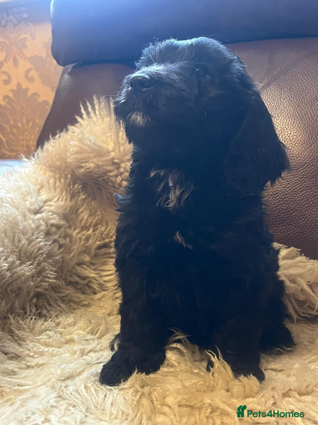 Cockapoo dogs for sale: Cockapoo puppies  - Advert 4