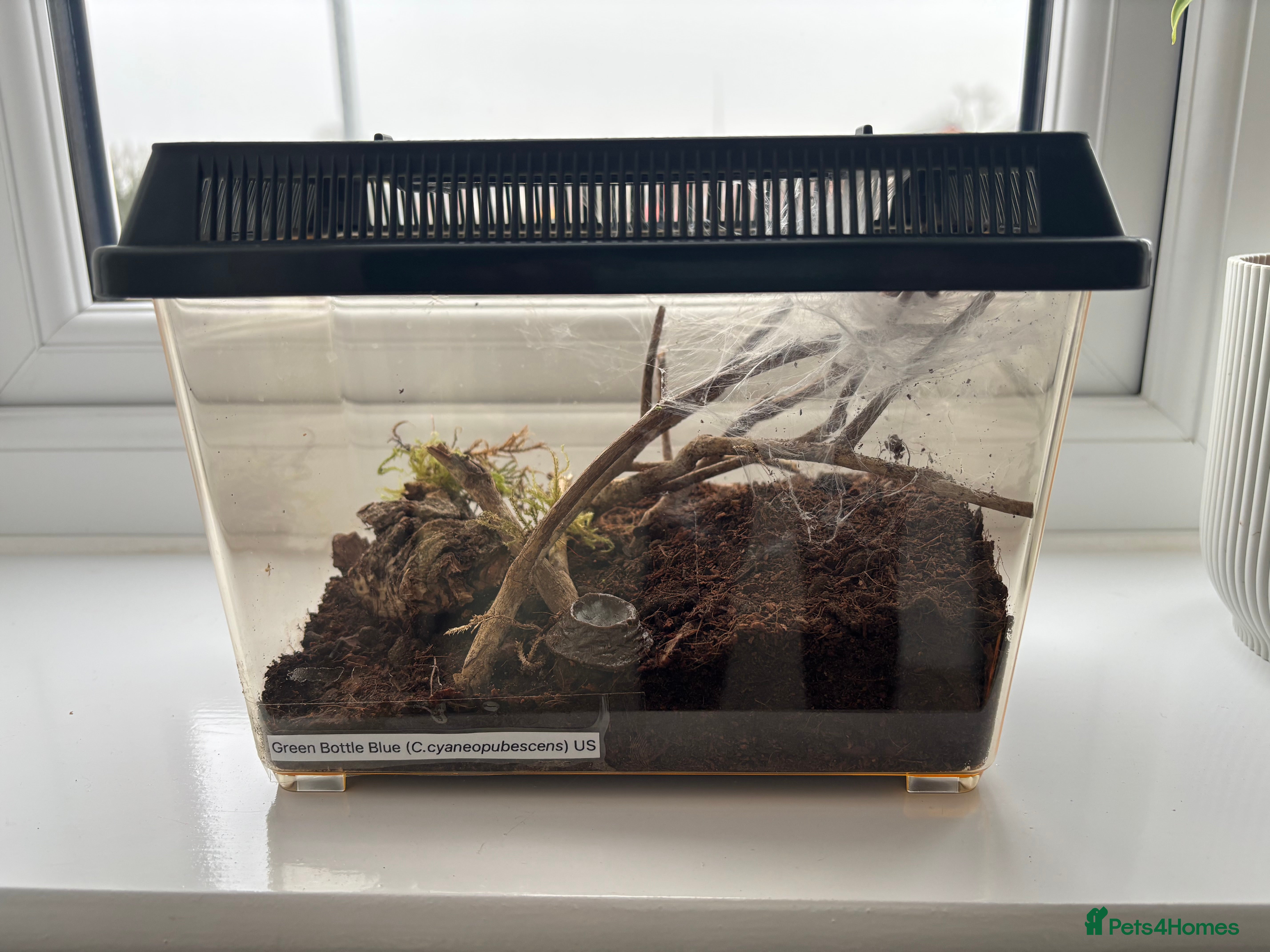 Tarantulas invertebrates Unsexed GBB Juvenile Tarantula  - Advert 1