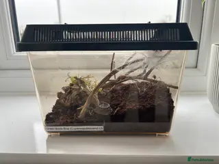 Tarantulas invertebrates Unsexed GBB Juvenile Tarantula - Advert 2