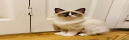 Ragdoll cats for sale: Ragdoll kittens  - Advert 15