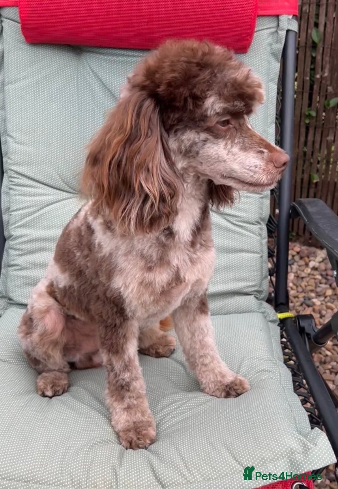 Toy Poodle dogs for stud: STUNNING Health Tested Toy Poodle for STUD - Image 21
