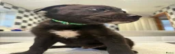 American Bull Staffy dogs for sale: Mixed breed pups  - Advert 7