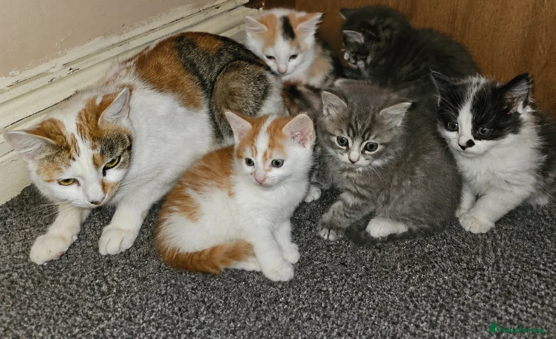 Mixed Breed cats for sale: Kittens available  in Bradford - Advert 1