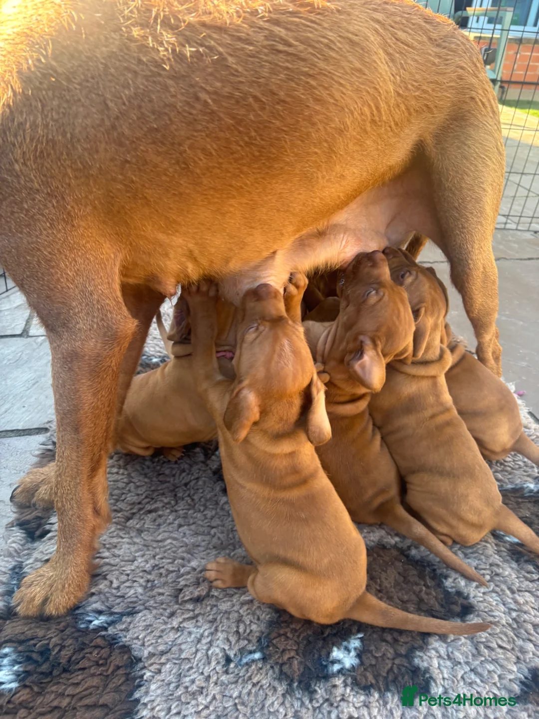 Hungarian Vizsla dogs for sale: Pedigree Hungarian Wirehaired Vizsla puppies - Advert 2