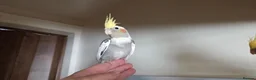 Cockatiels birds for sale: Hand tamed 2 baby cockatiels available  - Advert 6