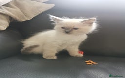 Ragdoll cats for sale: Pure breed health tested ragdoll kittens  - Image 18