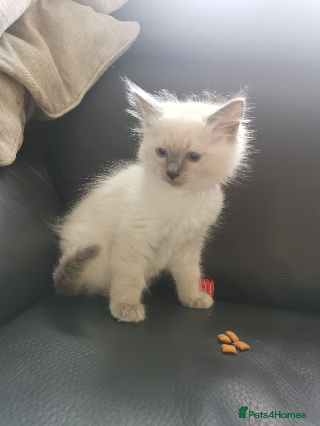 Ragdoll cats for sale: Pure breed health tested ragdoll kittens  - Image 18