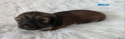Miniature Dachshund dogs for sale: STUNNING KC SHADED RED LONG HAIR - Advert 29