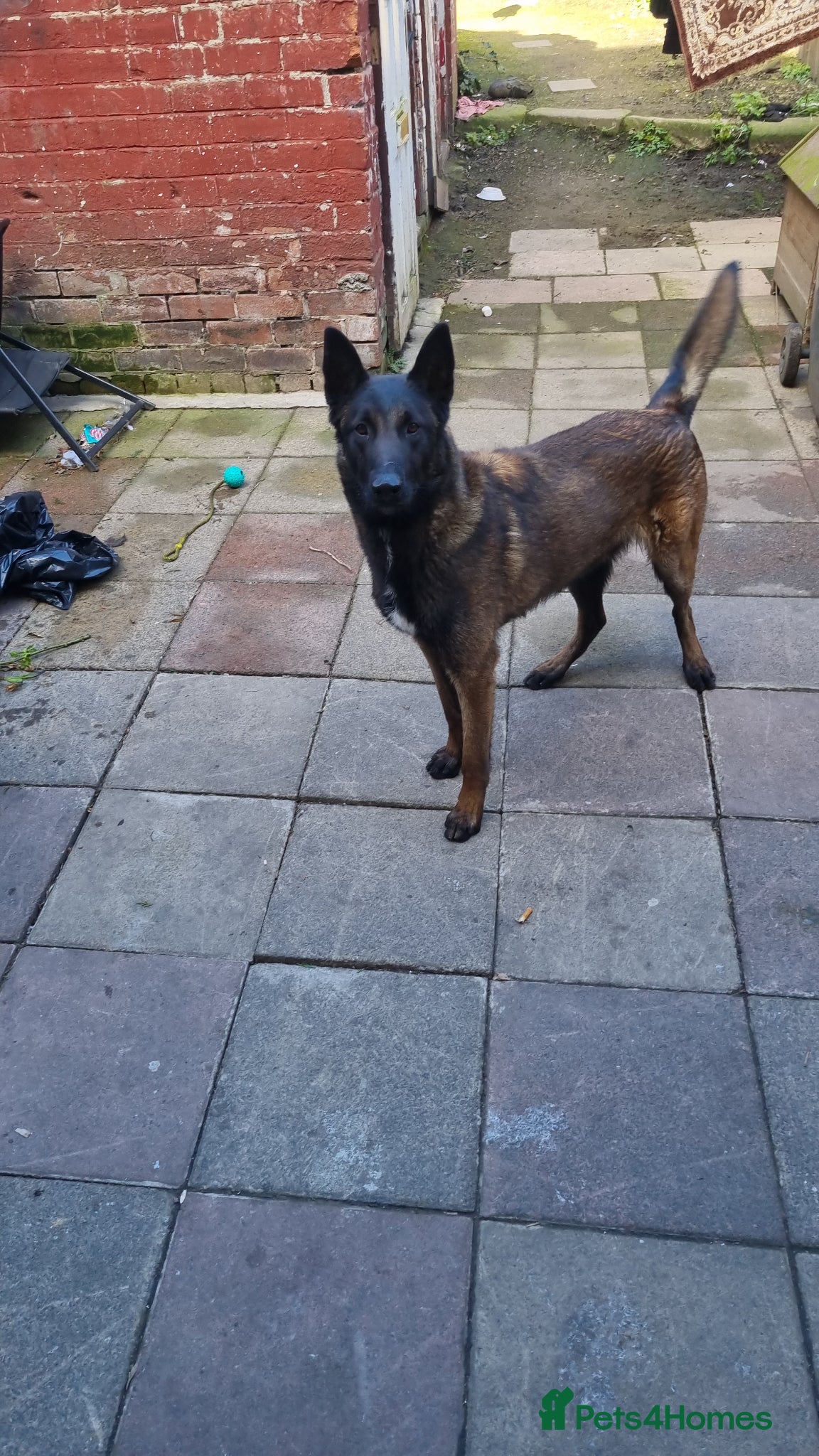 Belgian Shepherd Dog dogs Stefan - Advert 1