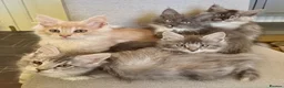 Maine Coon cats for sale: Maine Coon kittens - Advert 2