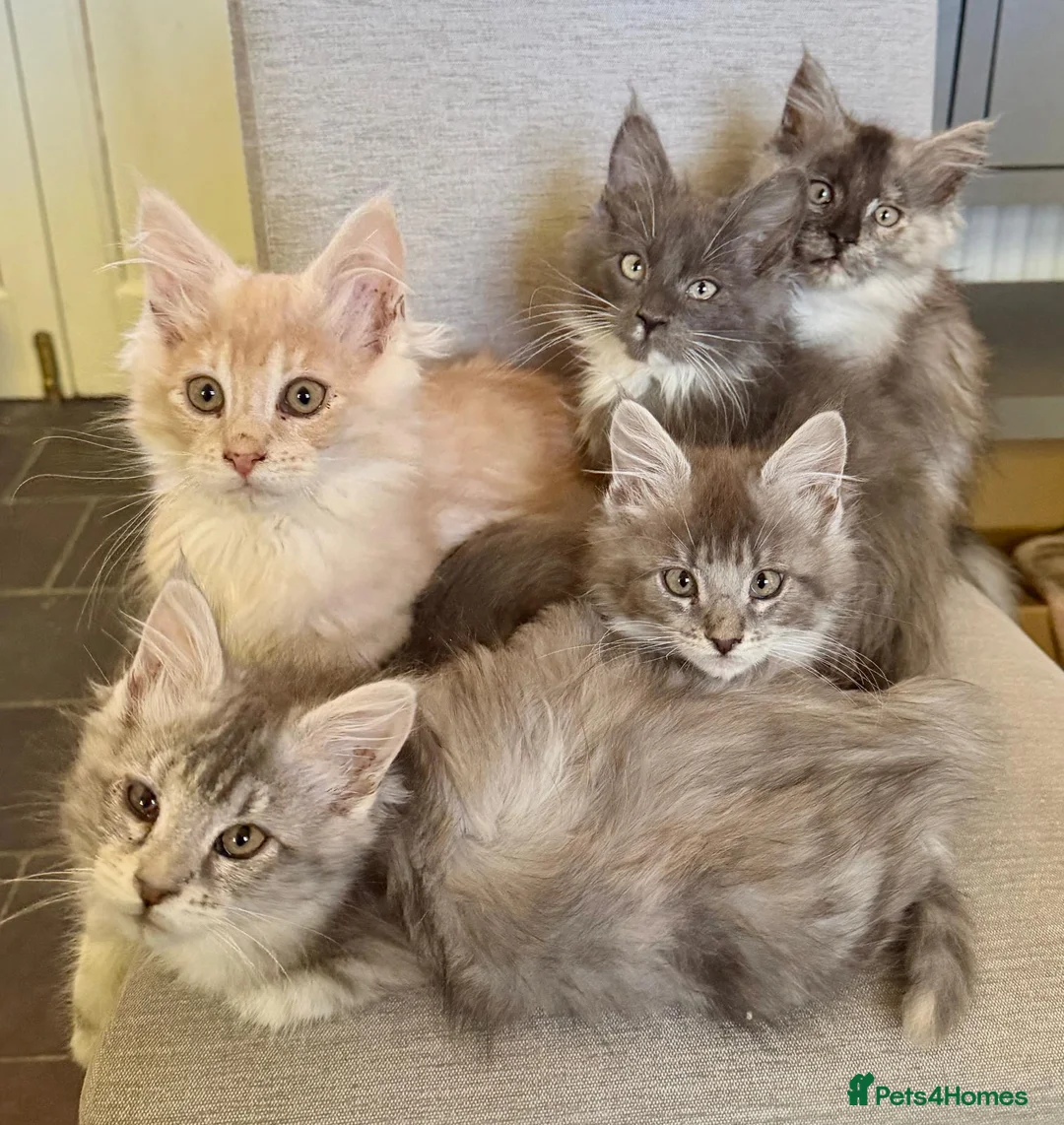 Maine Coon cats for sale: Maine Coon kittens - Advert 2
