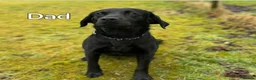 Labrador Retriever dogs for sale: Labrador Puppies  - Advert 7