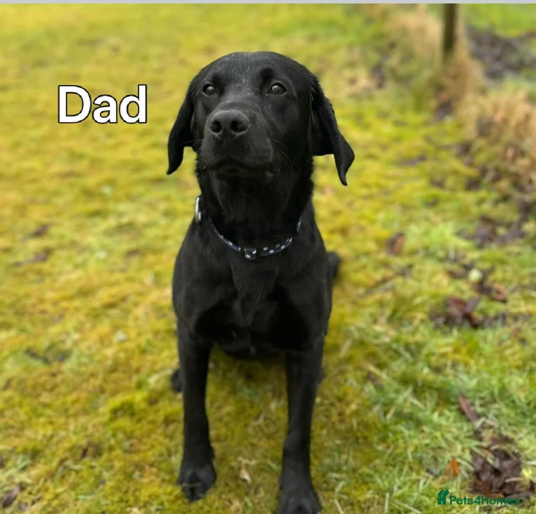 Labrador Retriever dogs for sale: Labrador Puppies  - Advert 7