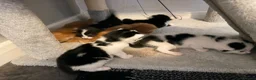 Mixed Breed cats for sale: Mr Thomas venton in Rotherham - Advert 4