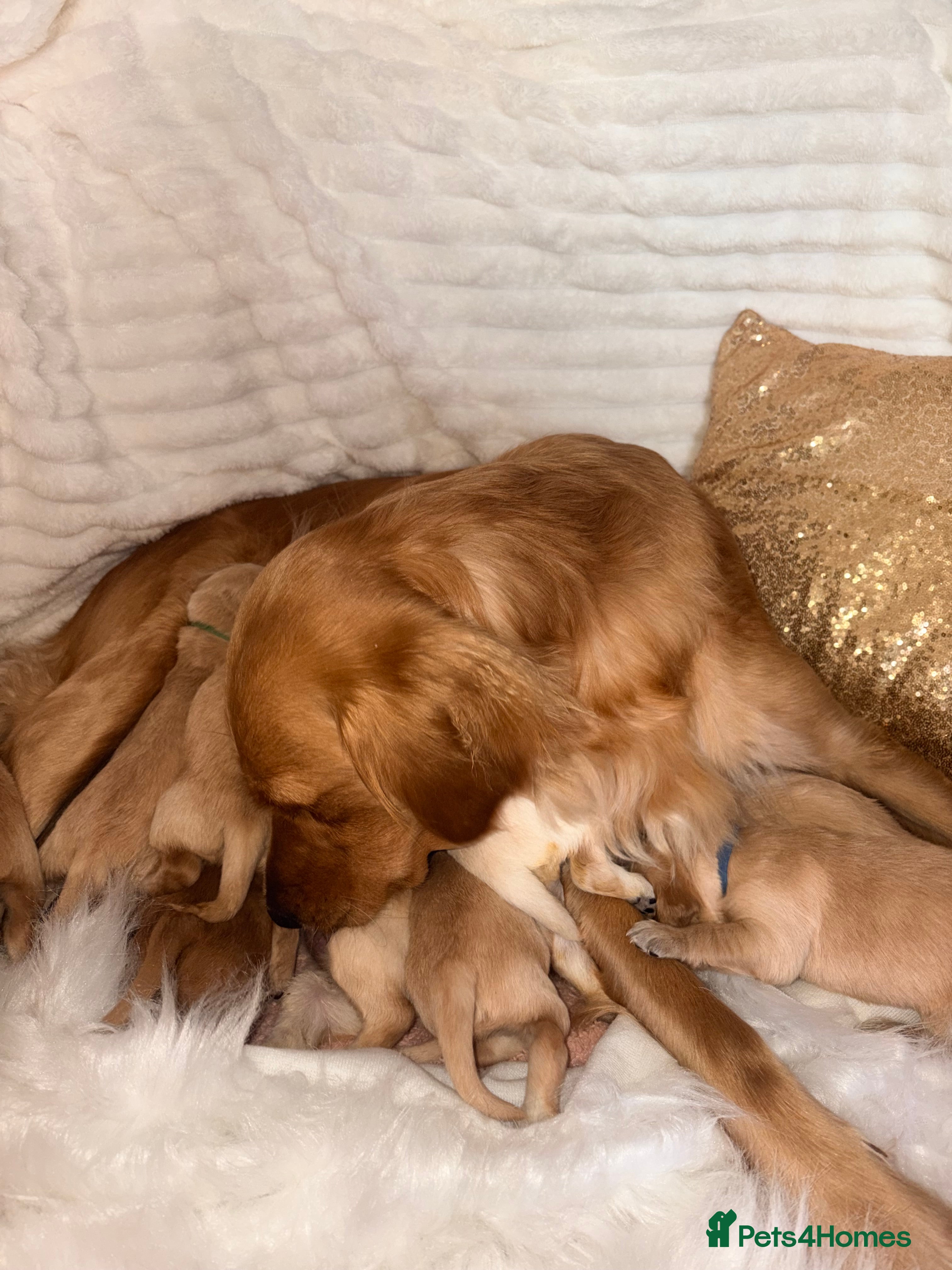 Golden Retriever dogs Champion lined KC REG GOLDEN RETRIEVER puppies - Advert 14