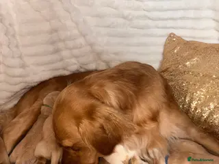 Golden Retriever dogs Champion lined KC REG GOLDEN RETRIEVER puppies - Advert 14