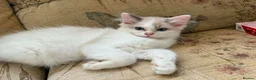 Ragdoll cats for sale: Beautiful Ragdoll kittens  - Advert 3