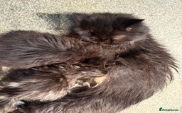 Persian cats for sale: REDUCED GCCF PERSIAN KITTENS  - Image 12