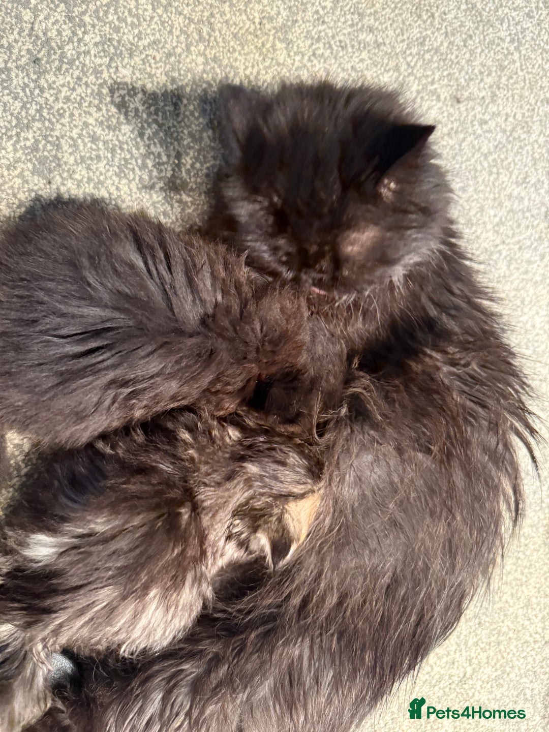 Persian cats for sale: REDUCED GCCF PERSIAN KITTENS  - Image 12