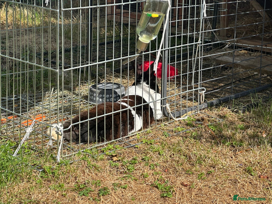 Mixed Breed rabbits for sale: Rex cross giant male  - Advert 6