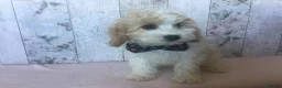 Cavapoo dogs for sale: Adorable Cockalierpoo pups ( so cute) - Advert 10