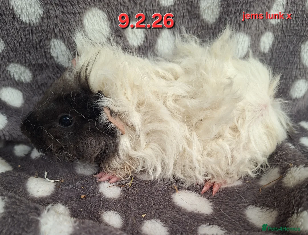 Guinea Pig rodents for sale: Baby female guinea pigs - Advert 1