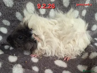 Guinea Pig rodents Baby female guinea pigs - Advert 1