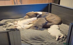 Staffordshire Bull Terrier dogs for sale: VERY RARE WHITE BLUE PIED & BLUE/WHITE SBT'S - Image 15