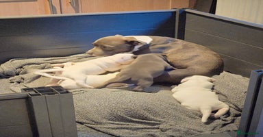 Staffordshire Bull Terrier dogs - Advert 4