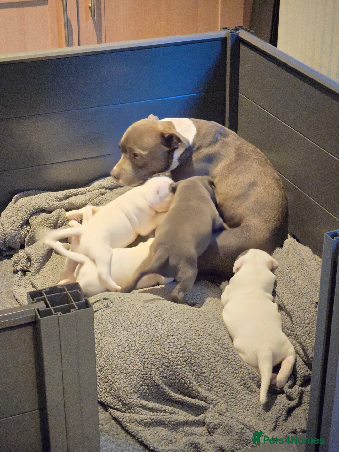 Staffordshire Bull Terrier dogs for sale: VERY RARE WHITE BLUE PIED & BLUE/WHITE SBT'S - Image 15
