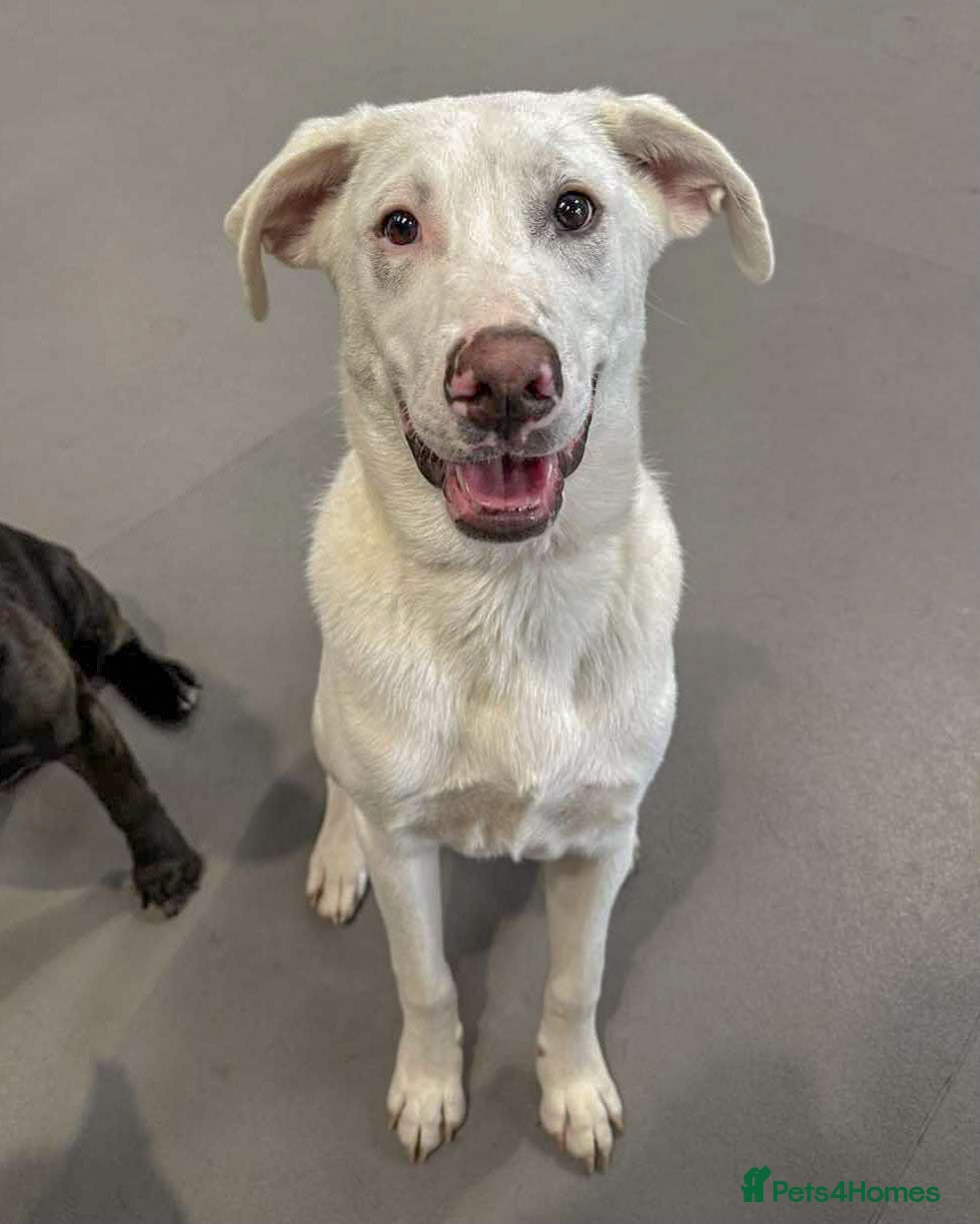 Mixed Breed dogs LOYAL DOUGIE - YOUR REWARDING BEST FRIEND - Advert 3